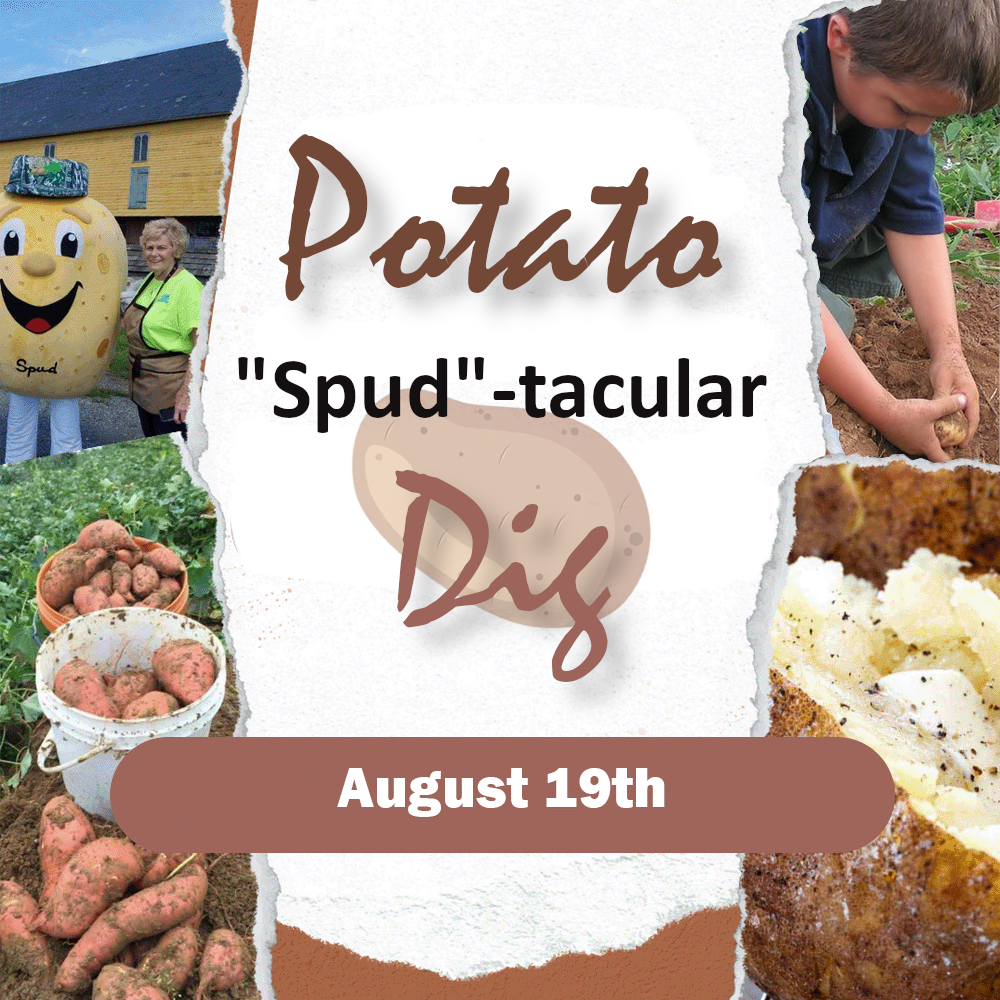 "Spud"-tacular Potato Dig