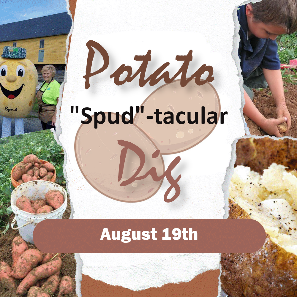 "Spud"-tacular Potato Dig