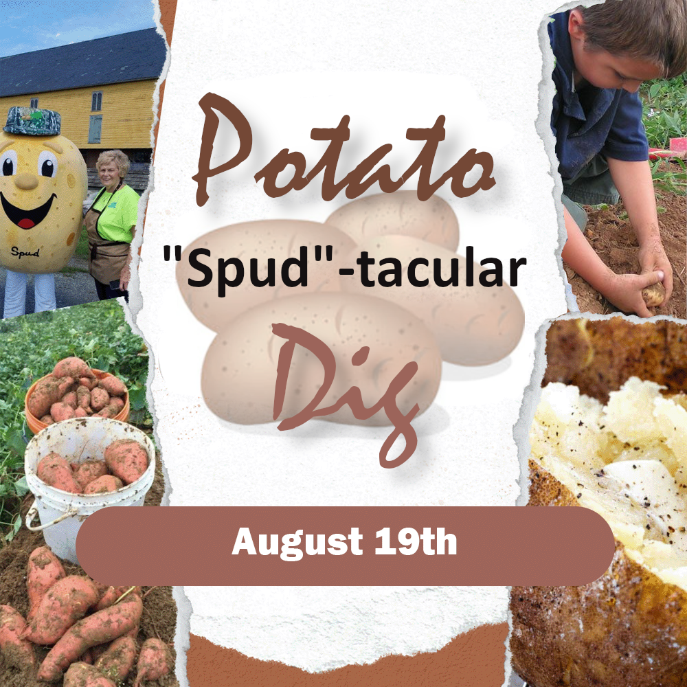 "Spud"-tacular Potato Dig